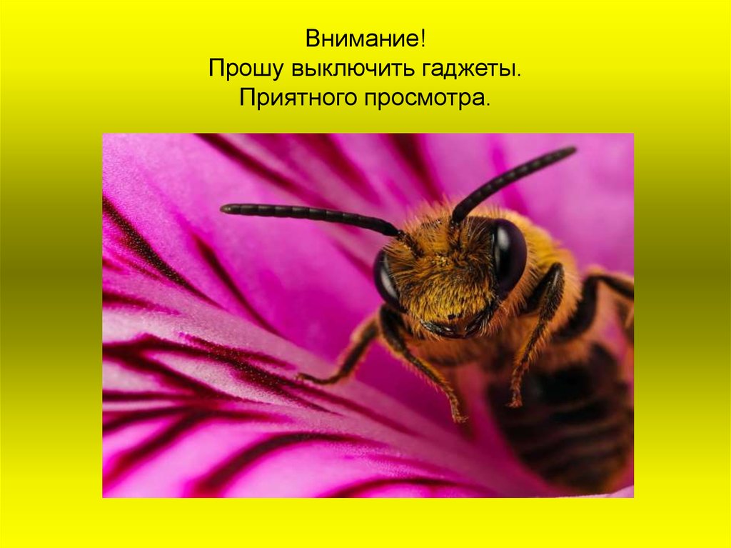 Фото 8 — Мед и пчелы в народной медицине