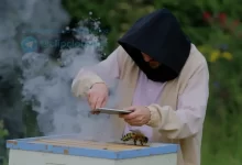 Photo of Пчеловодство и его преимущества