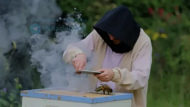 Photo of Пчеловодство и его преимущества