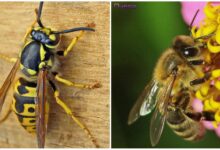 Photo of Пчелы и их защита от болезней