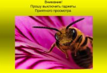 Photo of Мед и пчелы в народной медицине