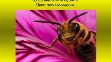 Photo of Мед и пчелы в народной медицине