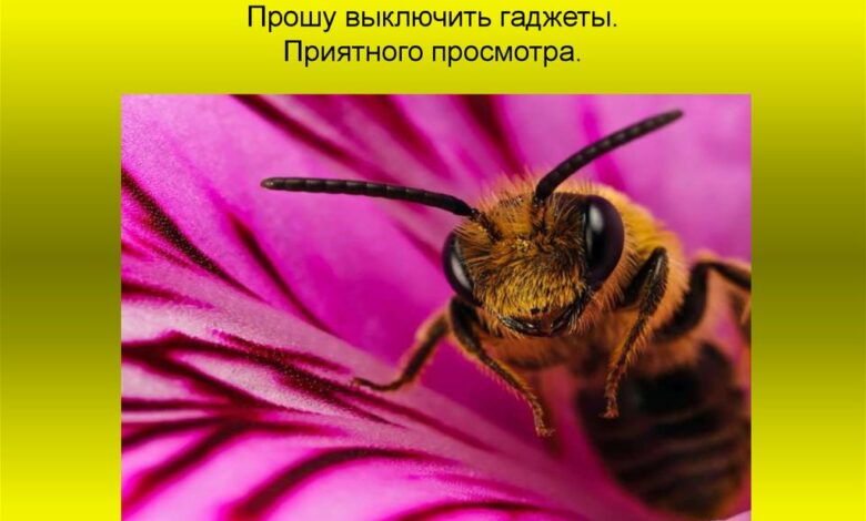Photo of Мед и пчелы в народной медицине